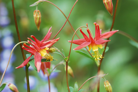 RED COLUMBINE