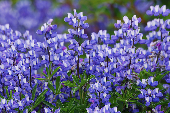Lupine