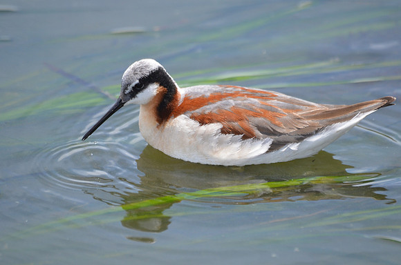 Wilsons Phalarope