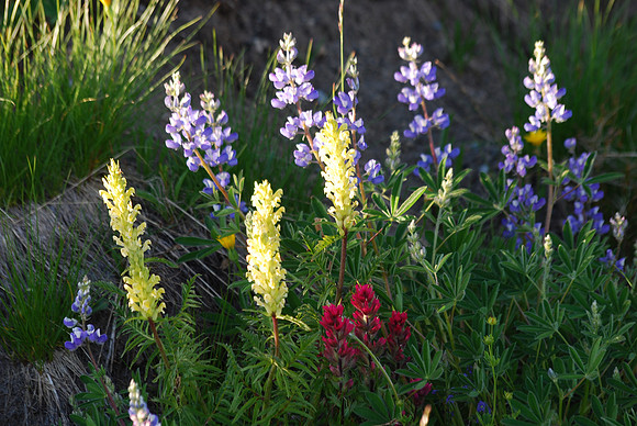 Lupine and Lousewort