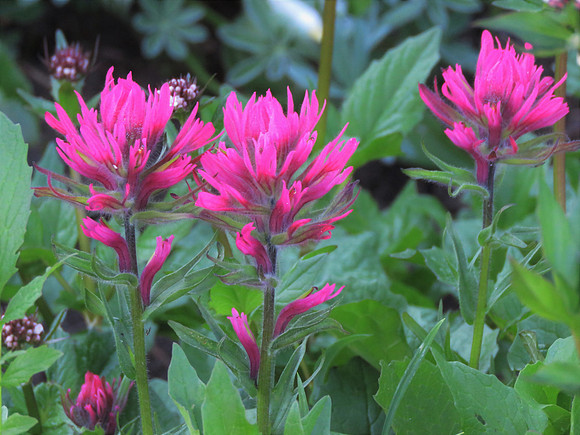 Magenta Paintbrush