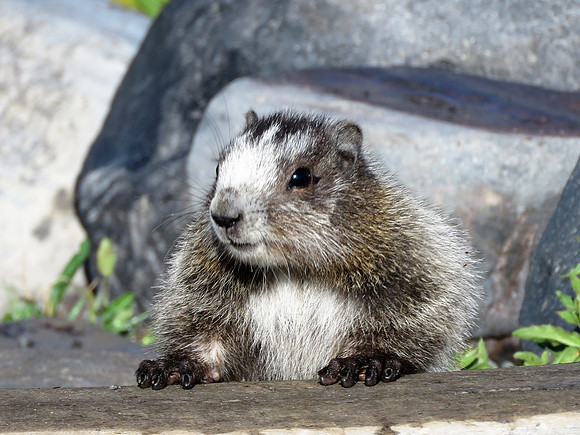 Marmot 3
