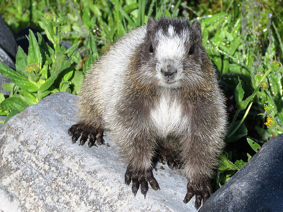 Marmot 4