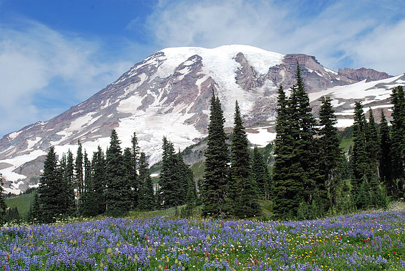 Paradise Flower Fields