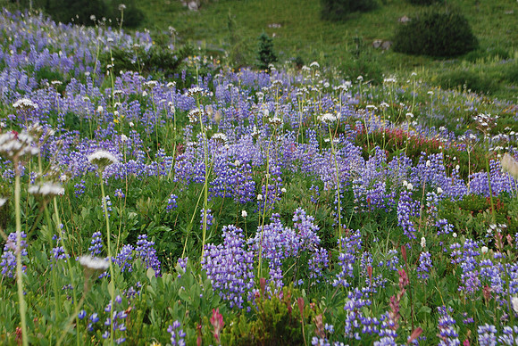 Subalpine flowers