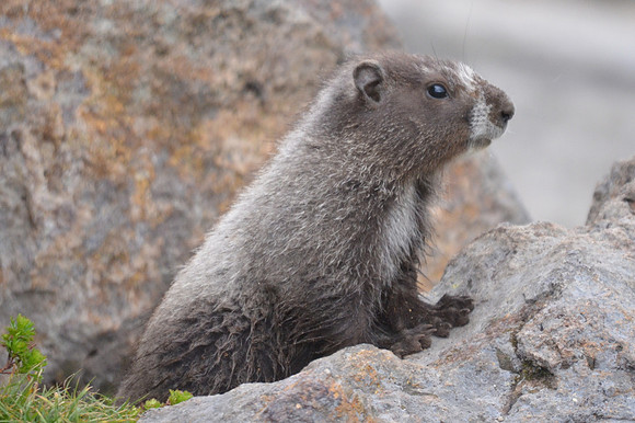 Marmot 7