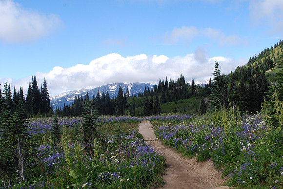 Flower Fields