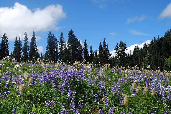 Subalpine Flowers