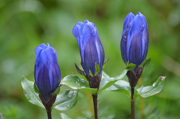 Bog Gentian