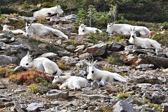 Mountain  Goats