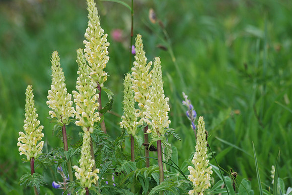 Lousewort