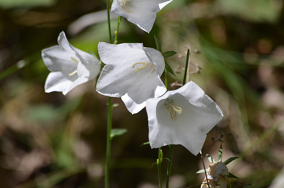Acadia  NP - Bells