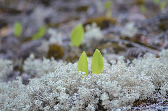 Rabbit in the Moss