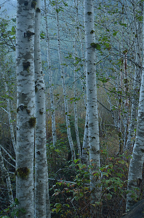 Alder Forest 6