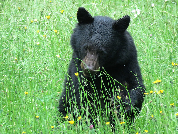 Bear 434