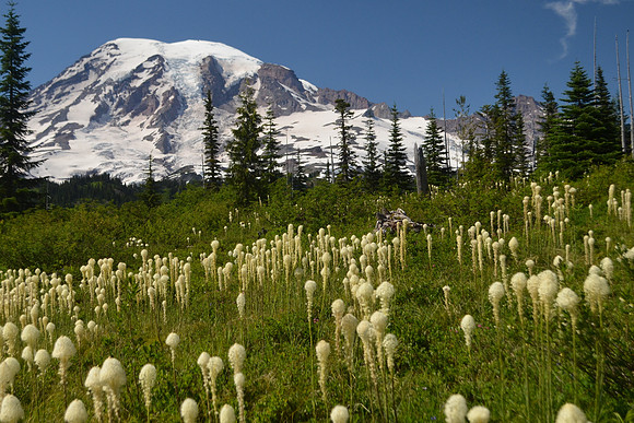 Beargrass 2 014 - Bench Lake trail
