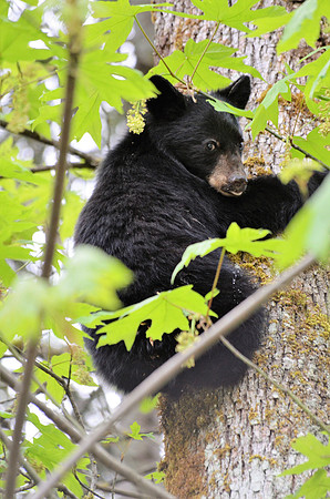 Black Bear cub 101