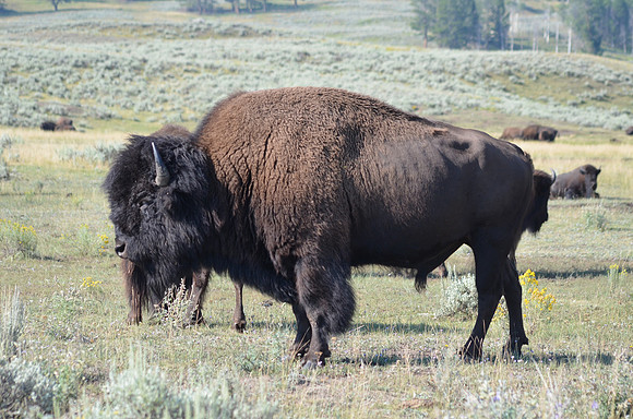 Bison