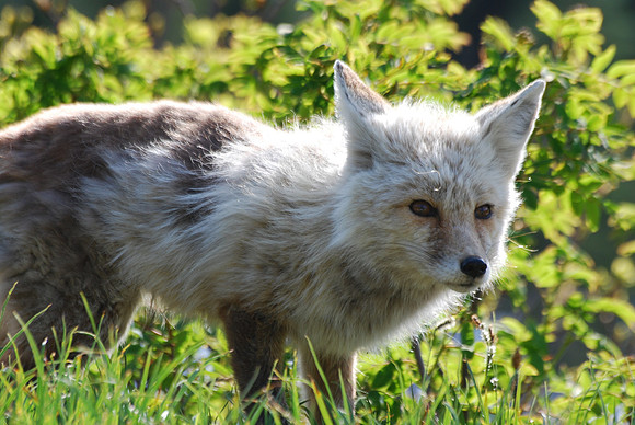 Cascade fox