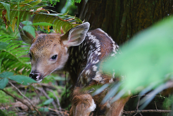 Fawn