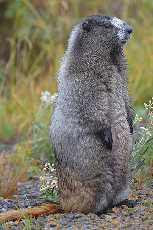 Hoary Marmot 014