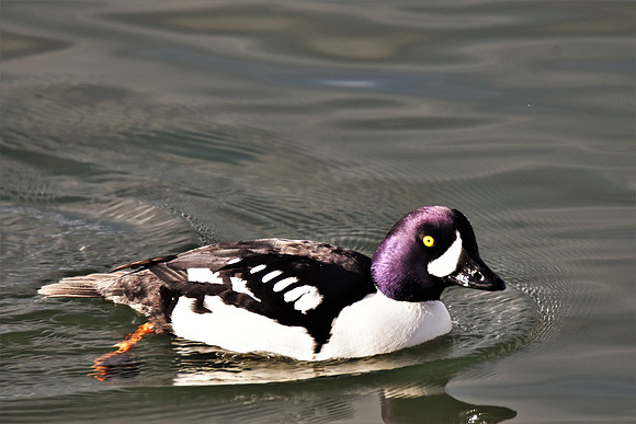 Goldeneye