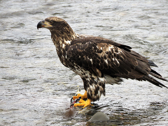Immature Eagle eating salmon