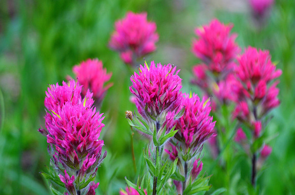 Magenta Paintbrush 40072