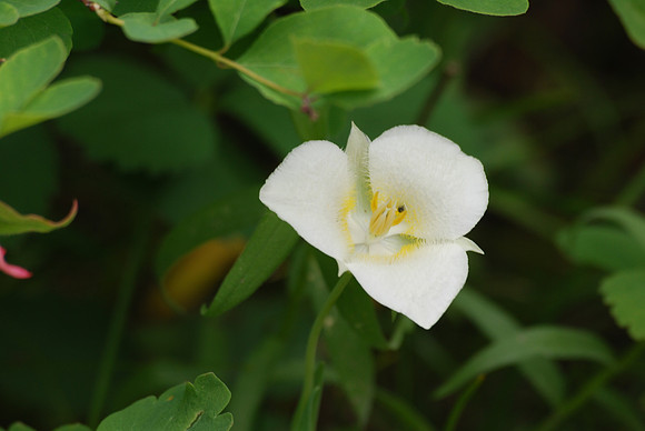 Mariposa lily 2
