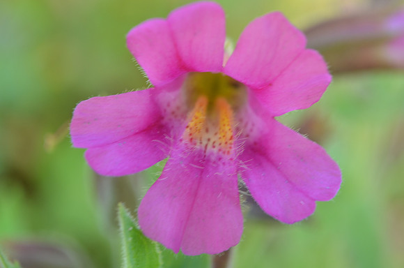 Monkeyflower CU  058