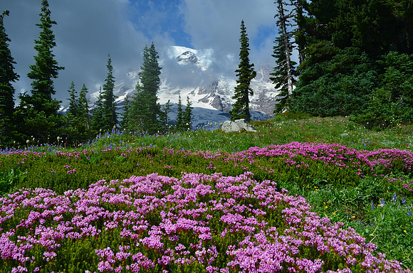 Mt Heather