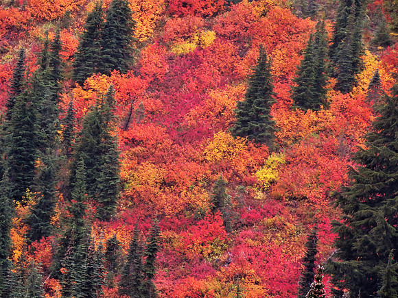 Paradise Fall Colors