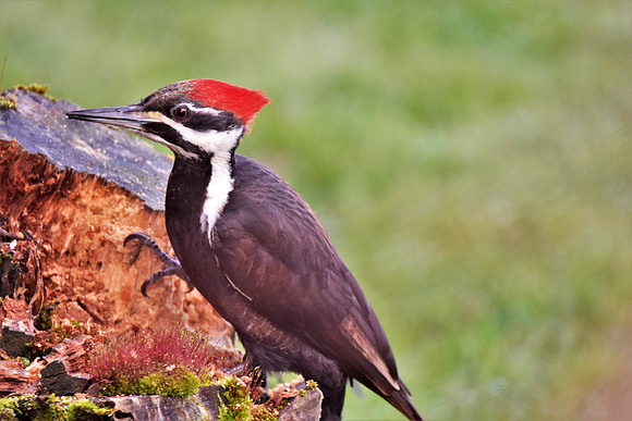 Pileated Woodpecker b