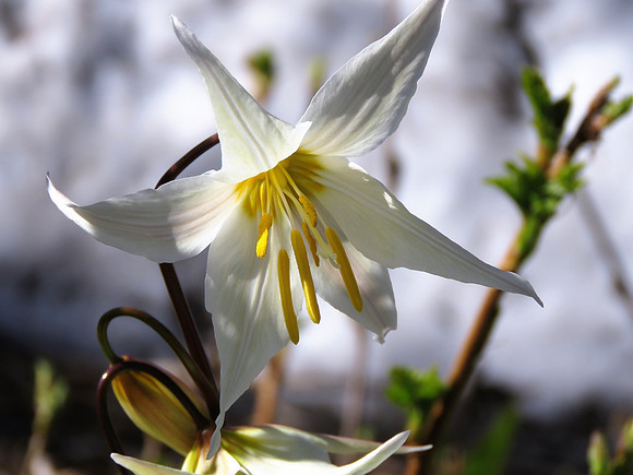 Avalanche lily 7171