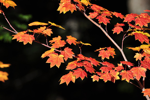 Maple