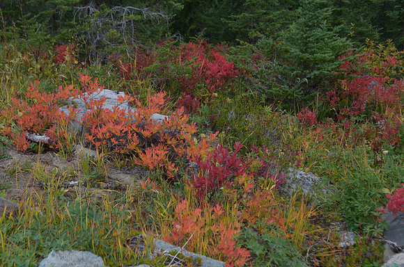 Mt Ash Fall Colors