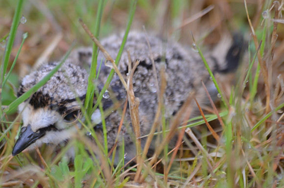 Baby killdeer 028