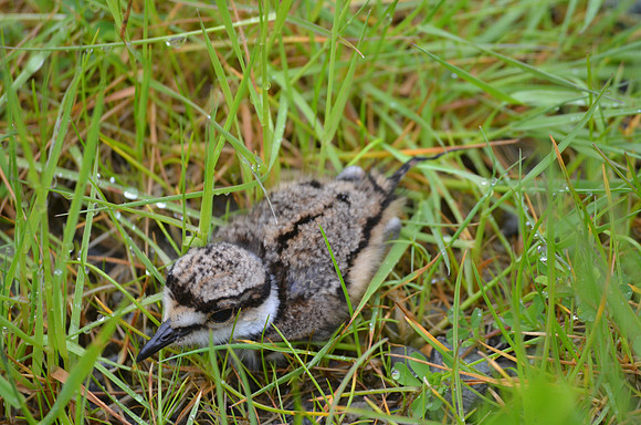Baby Killdeer 011