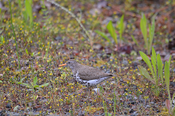 Spotted Sandpiper