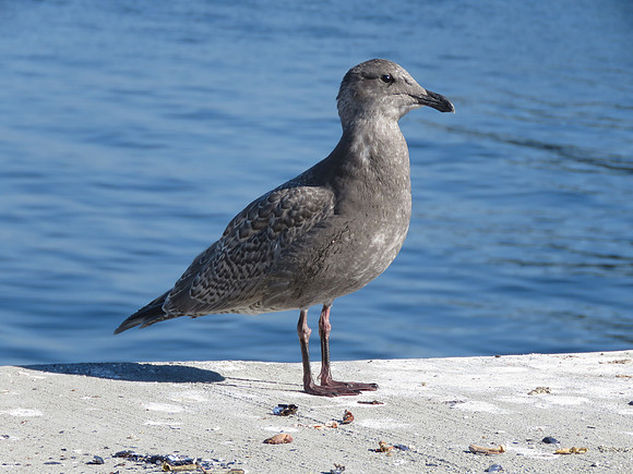 Gull