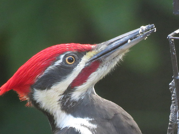 Pileated Woodpecker