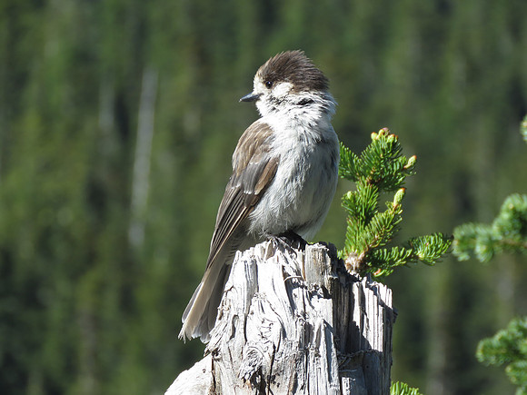Baby Gray jay067