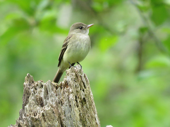 flycatcher 040
