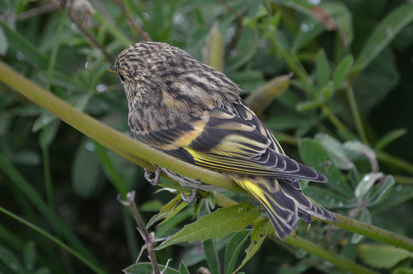 Pine Siskin 016