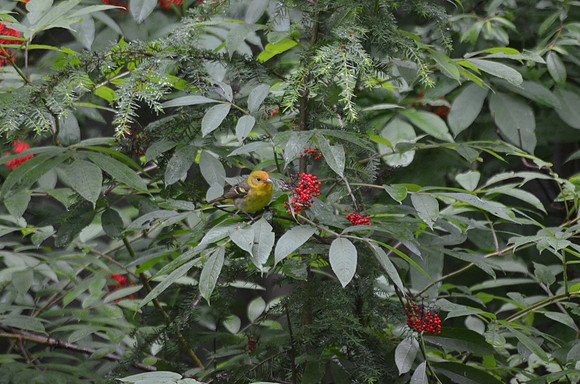 Western Tanager 013