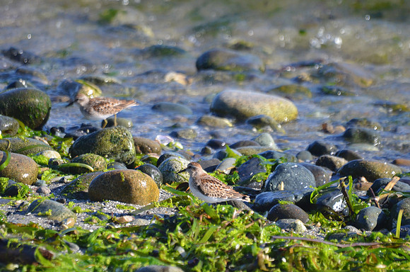 Sanderling Aug15 192