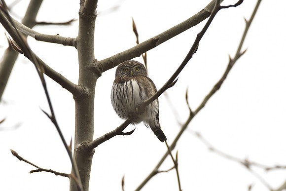 Pygmy Owl 3-25-22
