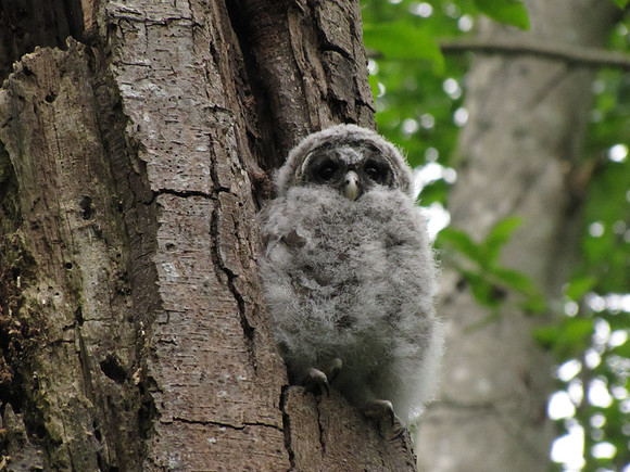 Barred Owlet
