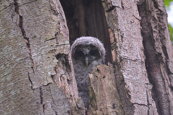 Yost Barred owlet 060