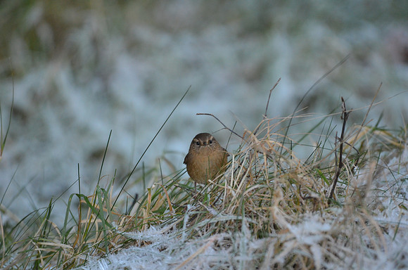 Winter wren 090